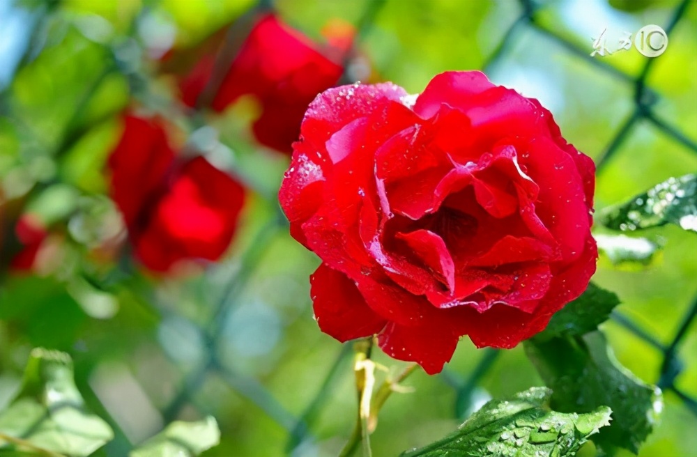 济南十大怪顺口溜,济南10大怪事