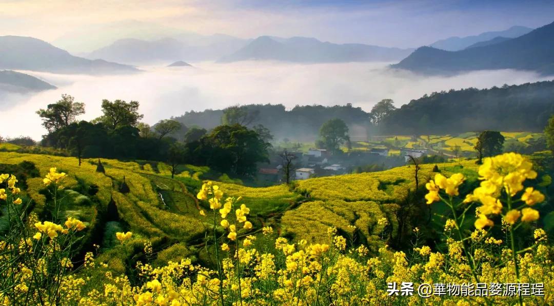 婺源这片仙境般的油菜花田已上线！超级美腻！赶紧约起来