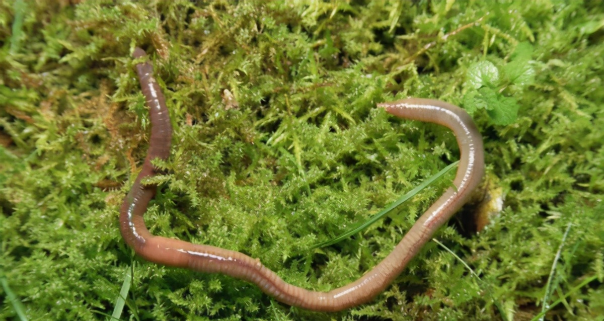 简单实用低成本自制养花肥料,用废物种菜种花