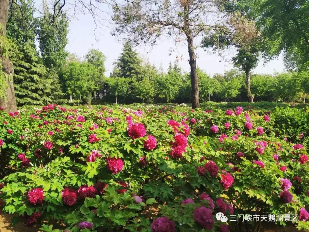 三门峡天鹅湖湿地公园牡丹苑,三门峡天鹅湖牡丹苑赏牡丹