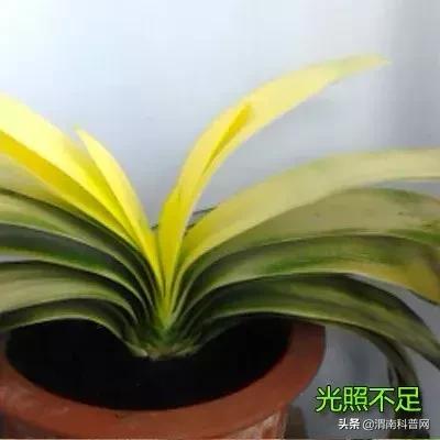 妞嶇墿鍡栧棖闀跨垎鐩嗕笉榛勫彾,鍏绘鐗╀竴涓槦鏈熶笉姝荤殑绉樻柟