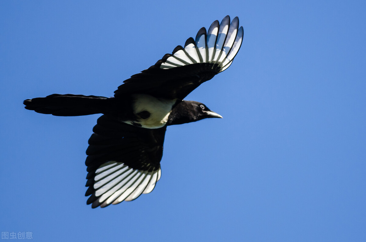 吉祥鸟为什么不能当鸟,吉祥鸟为什么少见
