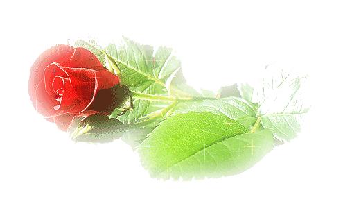 创造奇迹校运会,独牙赛事张佳慧