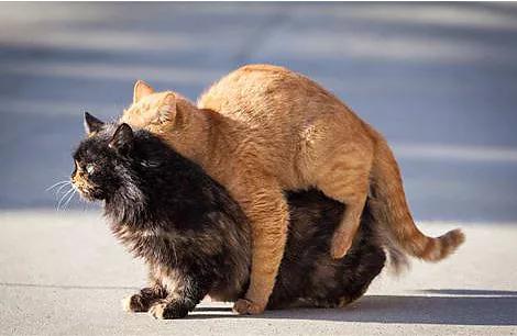 家里的猫咪屁屁出血了，是来大姨妈了吗？