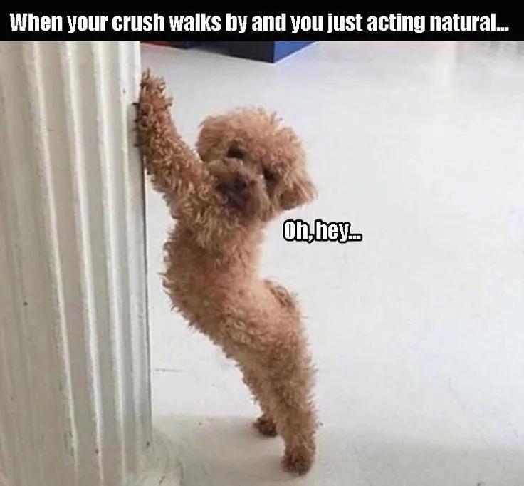 泰迪老是拱屁股怎么回事,泰迪头拱地脚刨地为什么