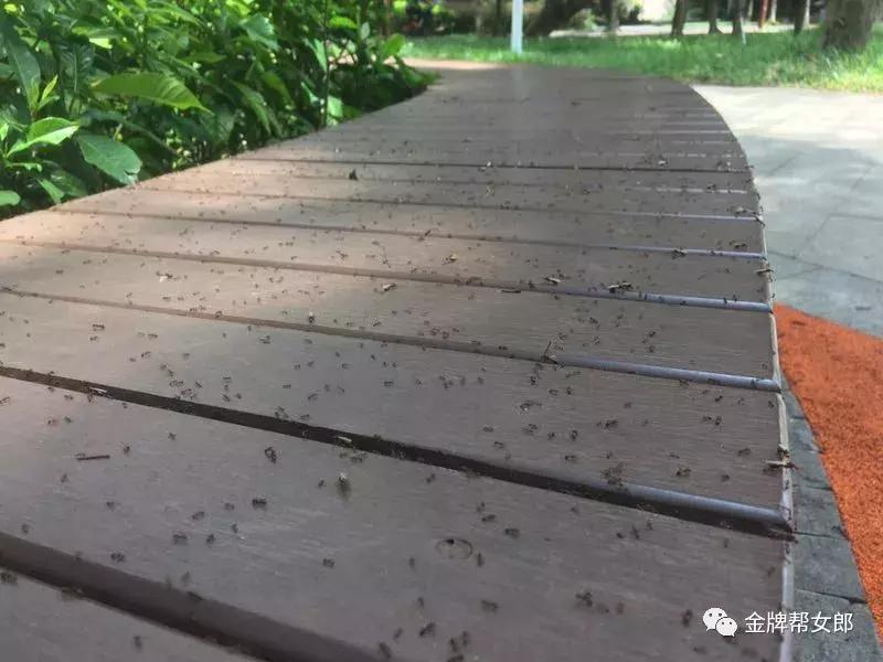 红火蚁出没村民被咬致休克,红火蚁入侵这里多人被咬伤