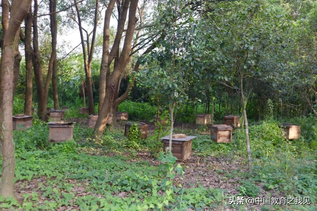 叶南渔村葡萄园,叶南渔村