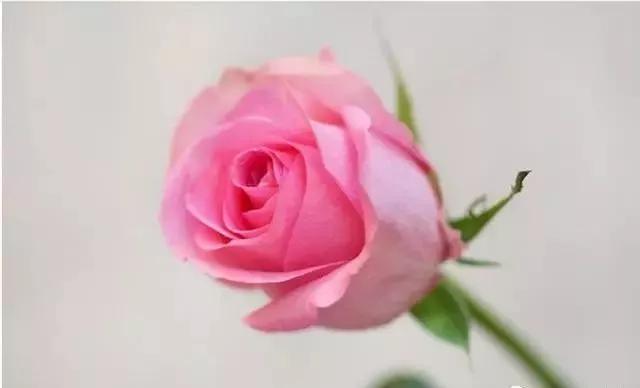 一万年一次的2020520;一起认识100种玫瑰~别送错啊