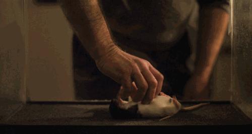 为什么老鼠敢咬熟睡的人,如果你被老鼠咬了会不会死