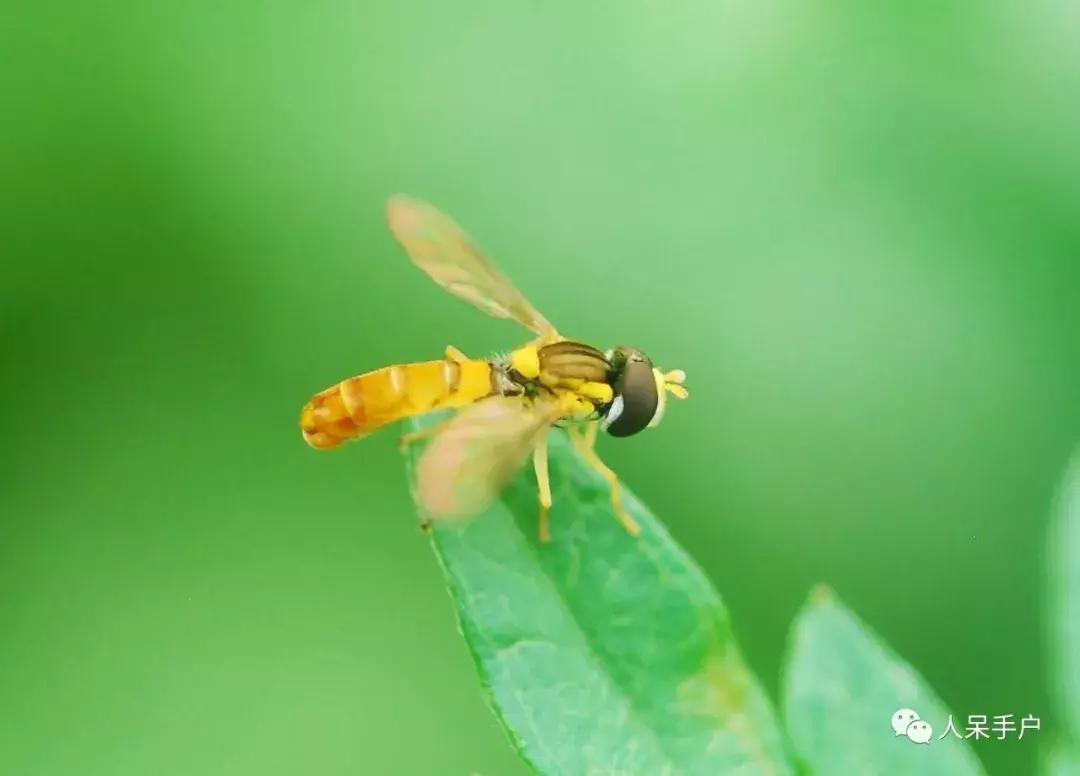 人工养殖的天敌昆虫,昆虫天敌大全