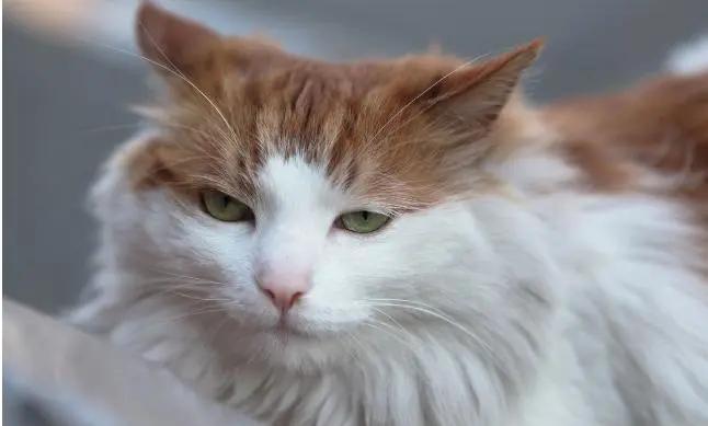 想养猫但怕掉毛,想养胖胖的猫