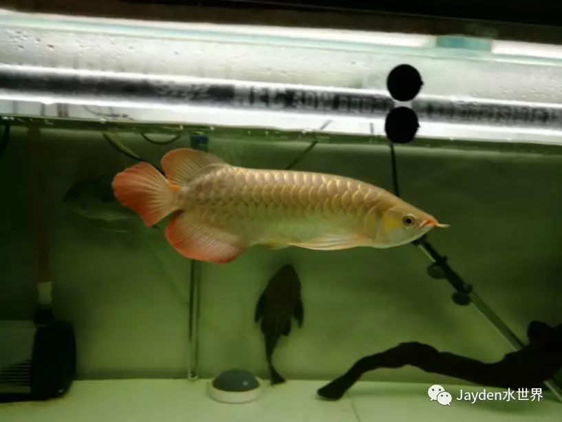 龙缸要几根灯管,龙缸灯管功率一般多大