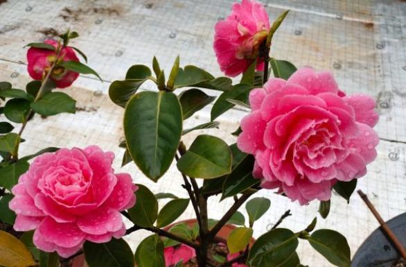 茶花花边上有铁锈,茶花花朵变锈怎么办