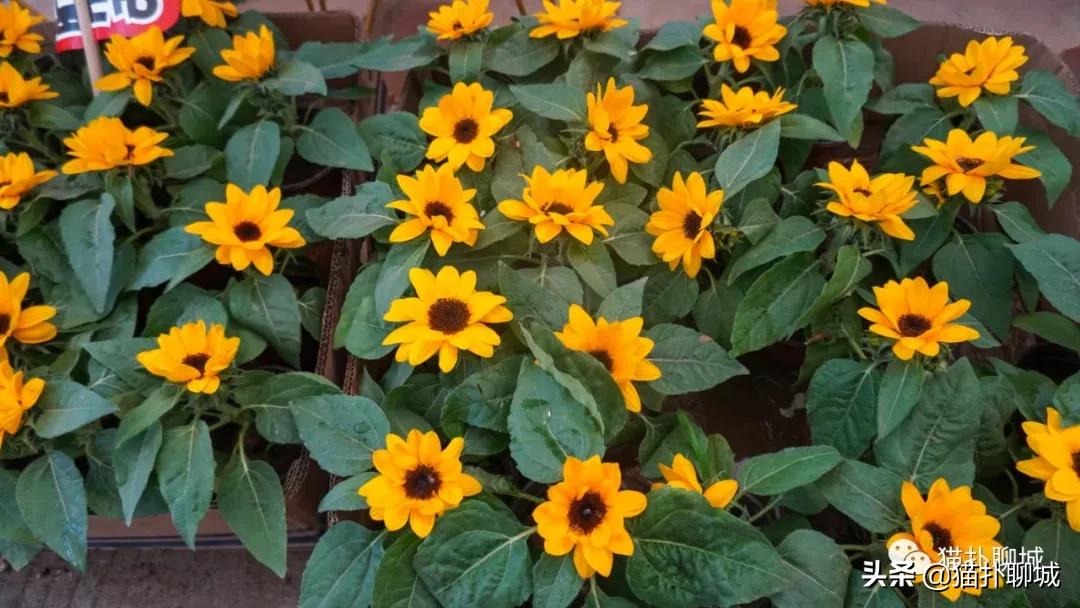 聊城最便宜的花卉批发,聊城附近的花卉市场