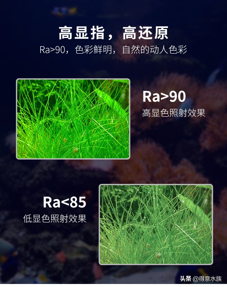 养地图鱼可以不打氧吗,地图鱼最佳饲养温度