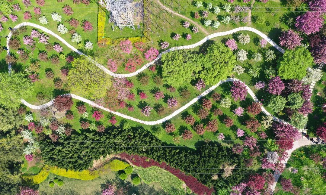 泰达广场花海,泰达花海美景图片