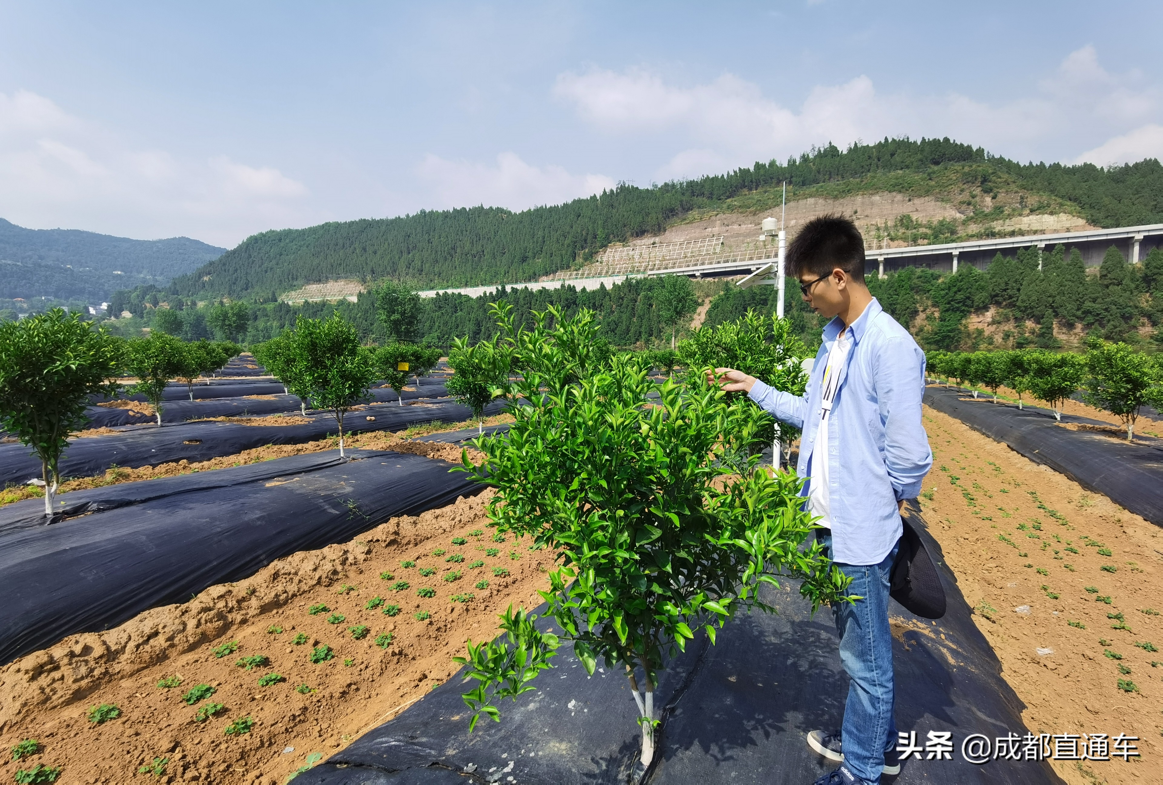 鏉ㄥ浆鍒涗笟鏁呬簨,鏉ㄥ浆鍒涗笟璺笂