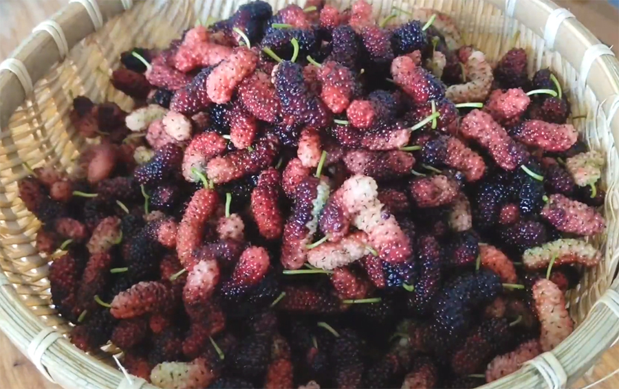 重庆渝北摘桑葚的最佳地方,4月什么地方的桑葚最好