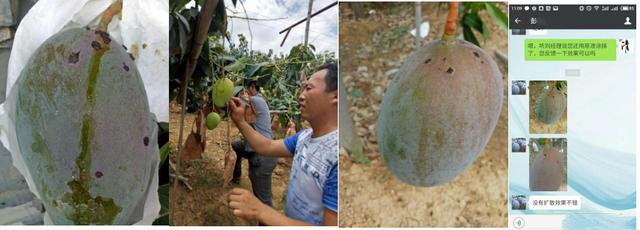 怎样才能更好地预防芒果角斑病,芒果角斑病的症状和治疗方法