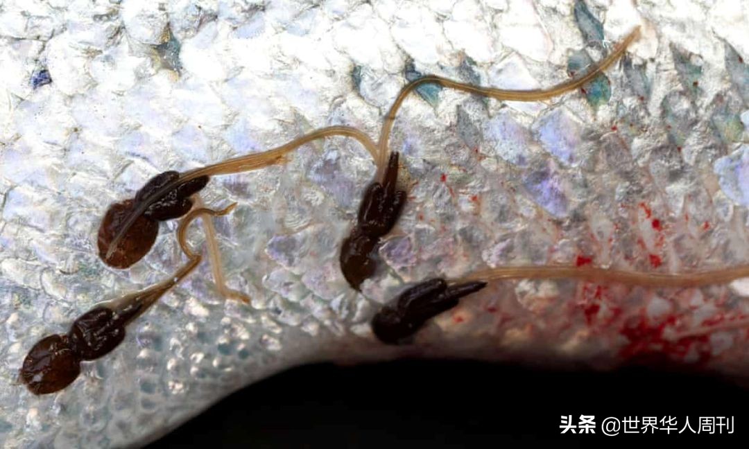 三文鱼是怎么杀死寄生虫的,吃三文鱼感染寄生虫会怎么样
