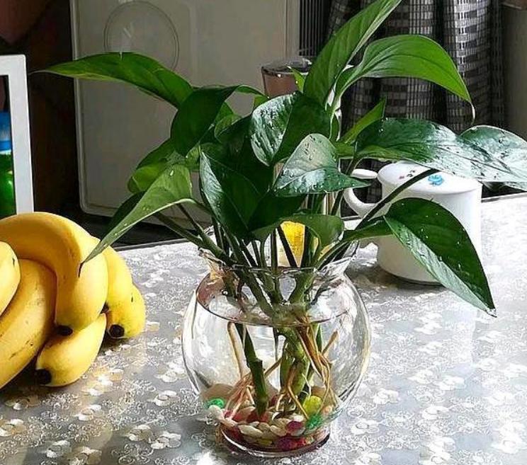 水培绿萝根系发黑是怎么回事,绿萝水培放了硫酸亚铁根系特别大