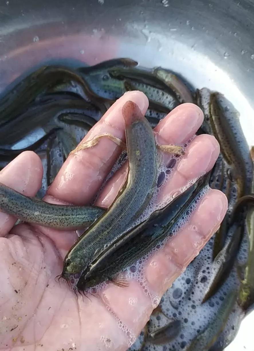 今日鱼鳅价格,鱼鳅价格行情