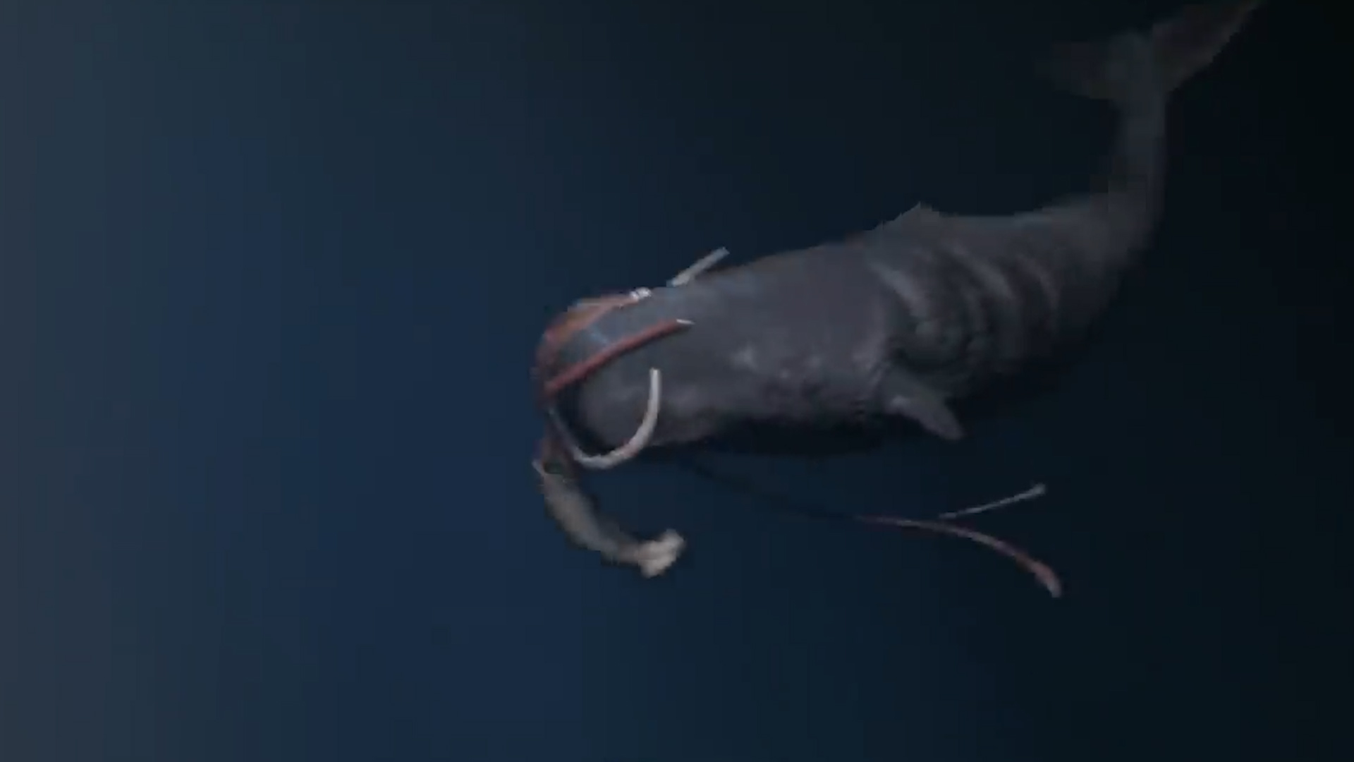 比大王乌贼还大巨型酸浆鱿,深海巨型大王酸浆鱿可以活多少年