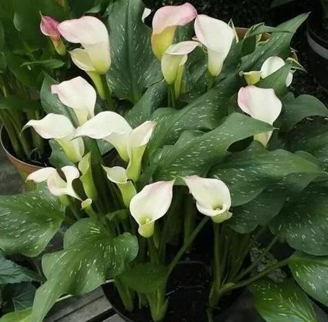 马蹄莲怎么养可多开花,马蹄莲怎么养才能多开花