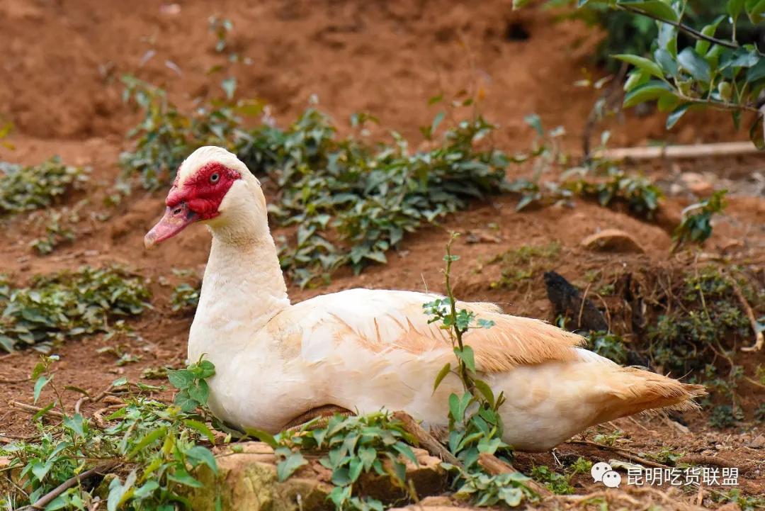 自驾29分钟到，昆明边大片红将军成熟可摘，1口糖心甜蜜又多汁