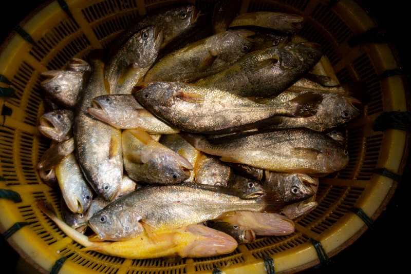 宴遇东极大黄鱼,宴遇东极大黄鱼带给你海的味道