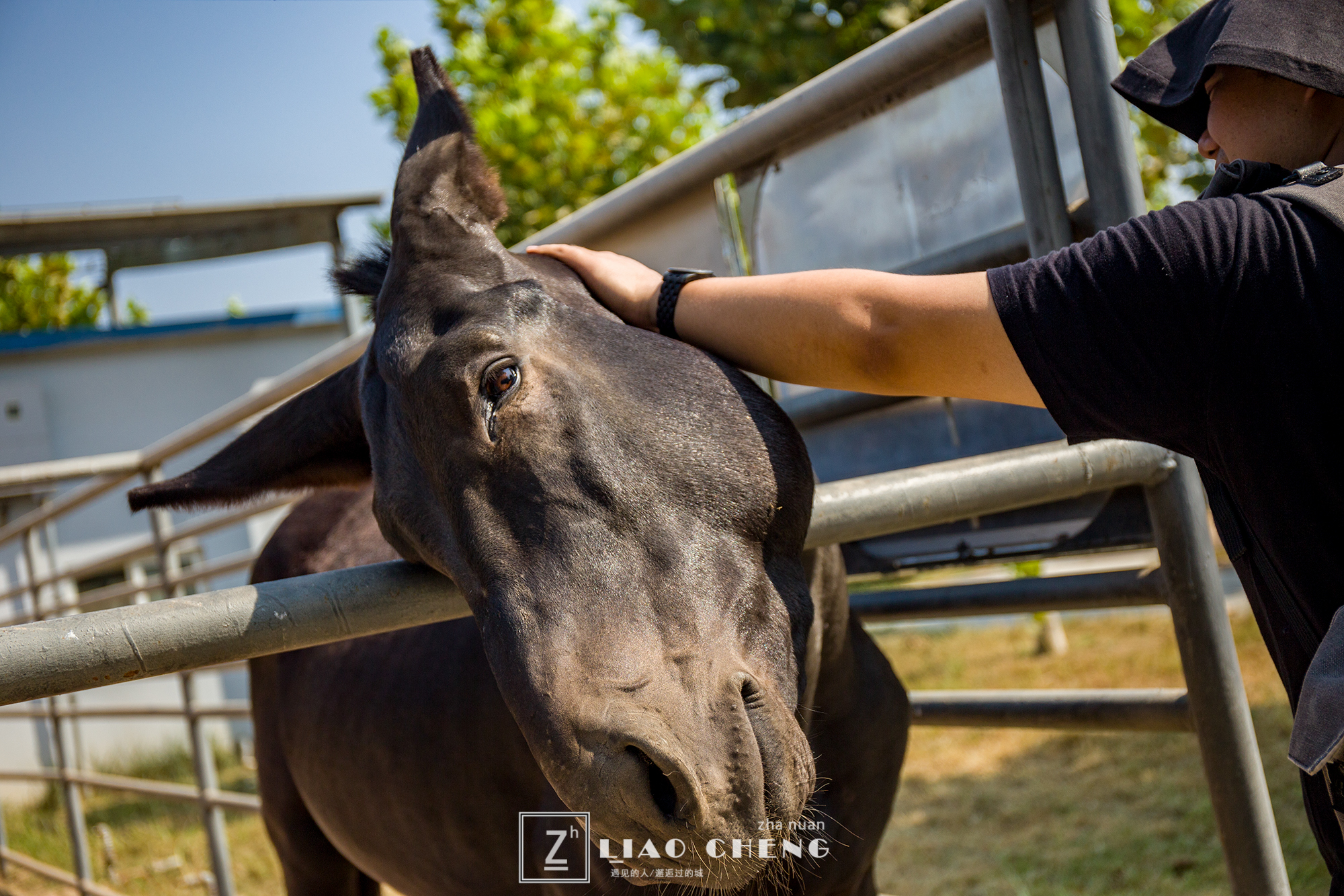 东阿县毛驴养殖基地,黑毛驴养殖基地