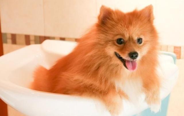 博美掉毛掉了一坨什么原因,博美掉毛都掉秃了怎么回事