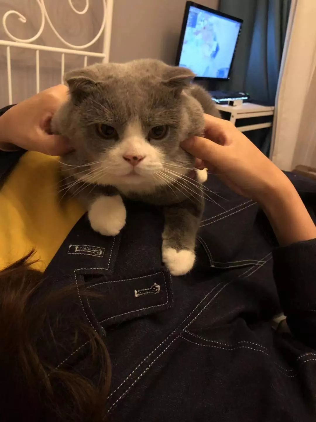 猫咪绝育头套需要戴几天,猫咪绝育后戴项圈不吃饭