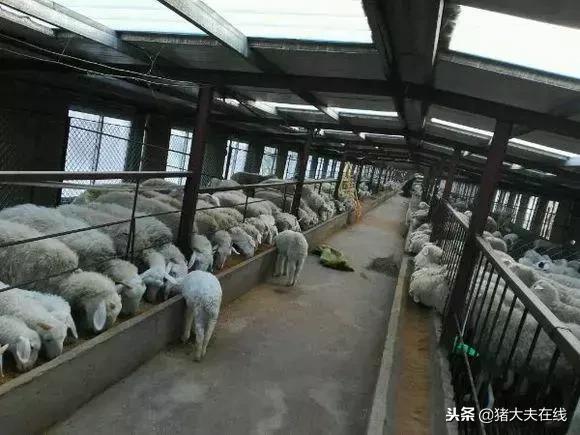 一条龙羊场,最大羊场