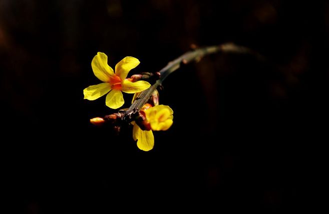 迎春花开的原创诗词,迎春花开诗词大全