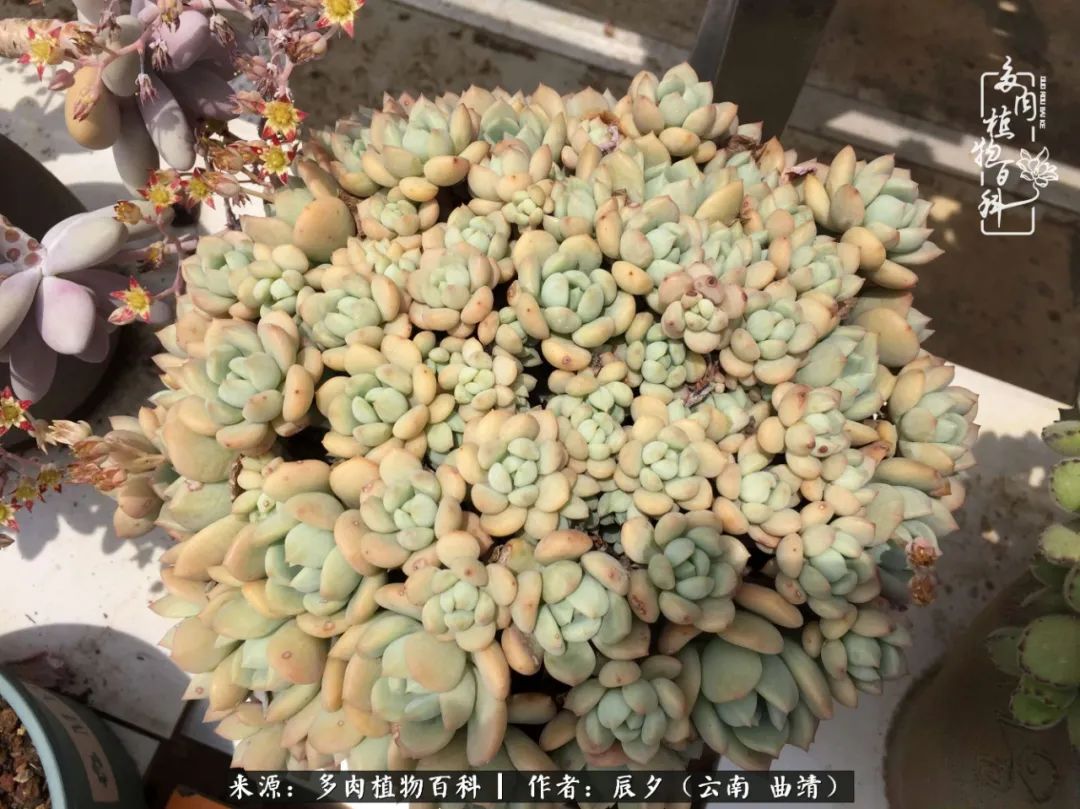 缂辩换鏃栨棊钁宠暏鐢熼,缂辩换鏃栨棊钁宠暏鐢熼鍑哄