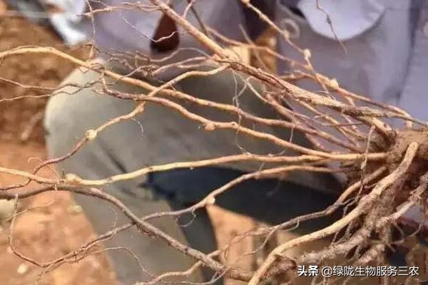 线虫侵袭作物，影响产品品质和产量，关于根结线虫，你了解多少？