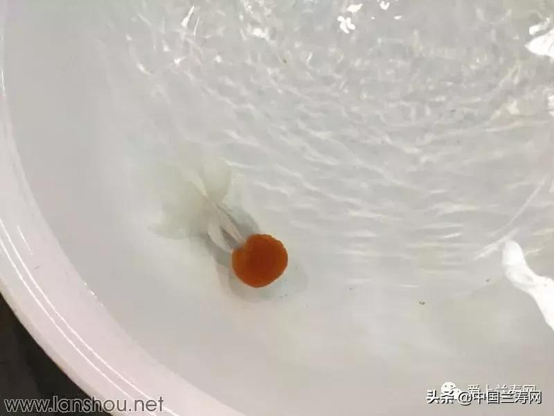 世界金鱼大赛在福州举行,2019中国世界金鱼大赛