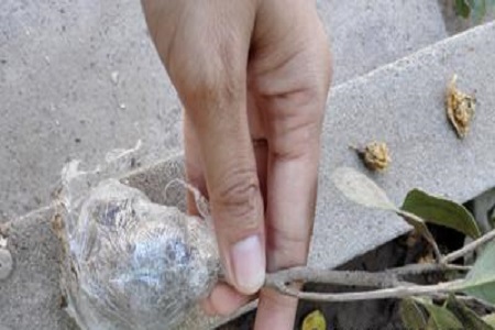 山竹的一些简单介绍和注意事项,怎样的山竹才是能吃得好山竹