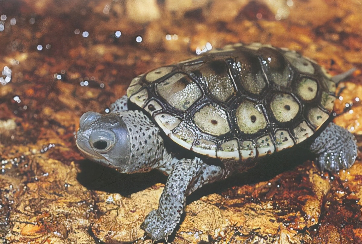 龟类纪录片,龟类图片