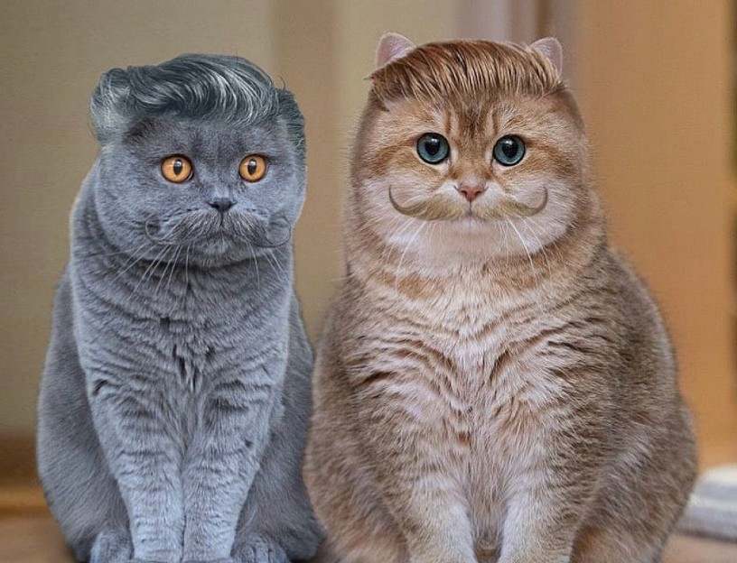 养猫劝退行为案例,养猫的迷惑行为视频