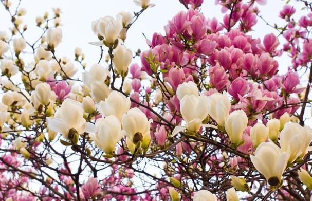 白玉兰黑叶,黑叶白玉兰救活方法