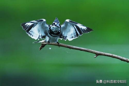 耐克广告语justdoit,耐克球鞋冷知识100个