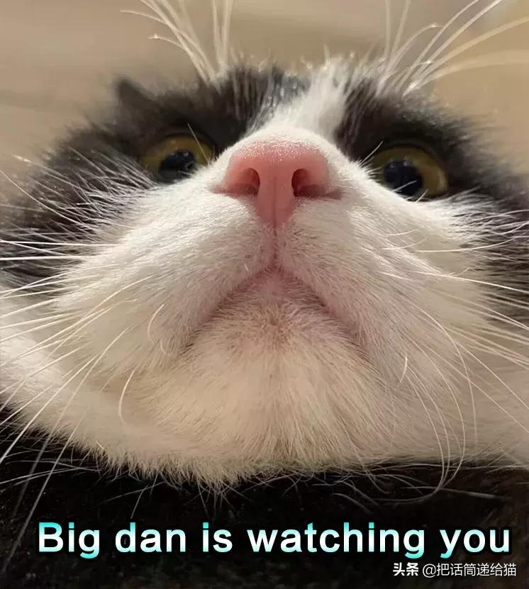 猫故事书籍,猫故事小说