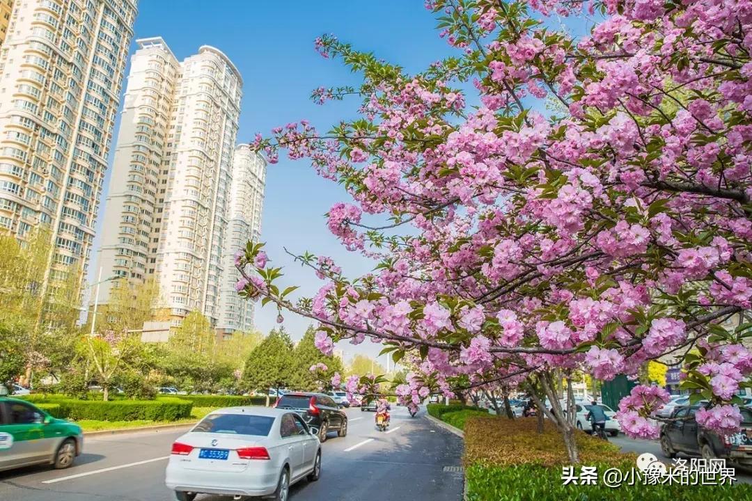 向洛阳人发出邀请国潮盛宴来袭,洛阳发布通知