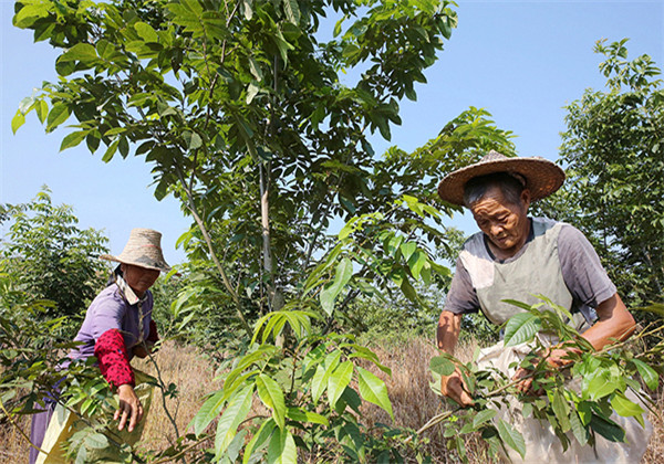 青钱柳生长哪些地区,青钱柳适合在什么地方种植