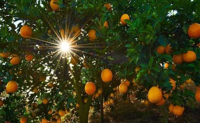 江西客家有哪些地方,江西有哪些地方是客家