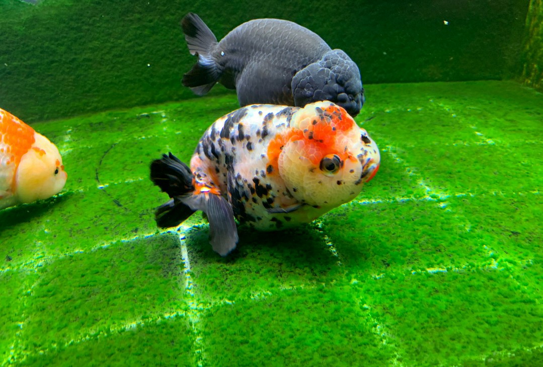 金鱼肚皮朝上是怎么回事？怎么办？你不用太担心，也很好办