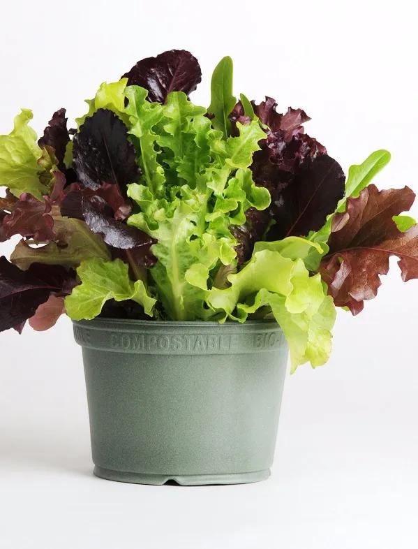 夏季适合做沙拉的蔬菜有哪些,种蔬菜教程阳台