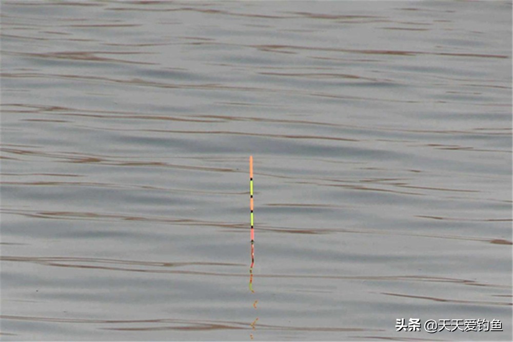 钓接口，有钓半水和钓离底之分，介绍下调漂方法和经典漂相